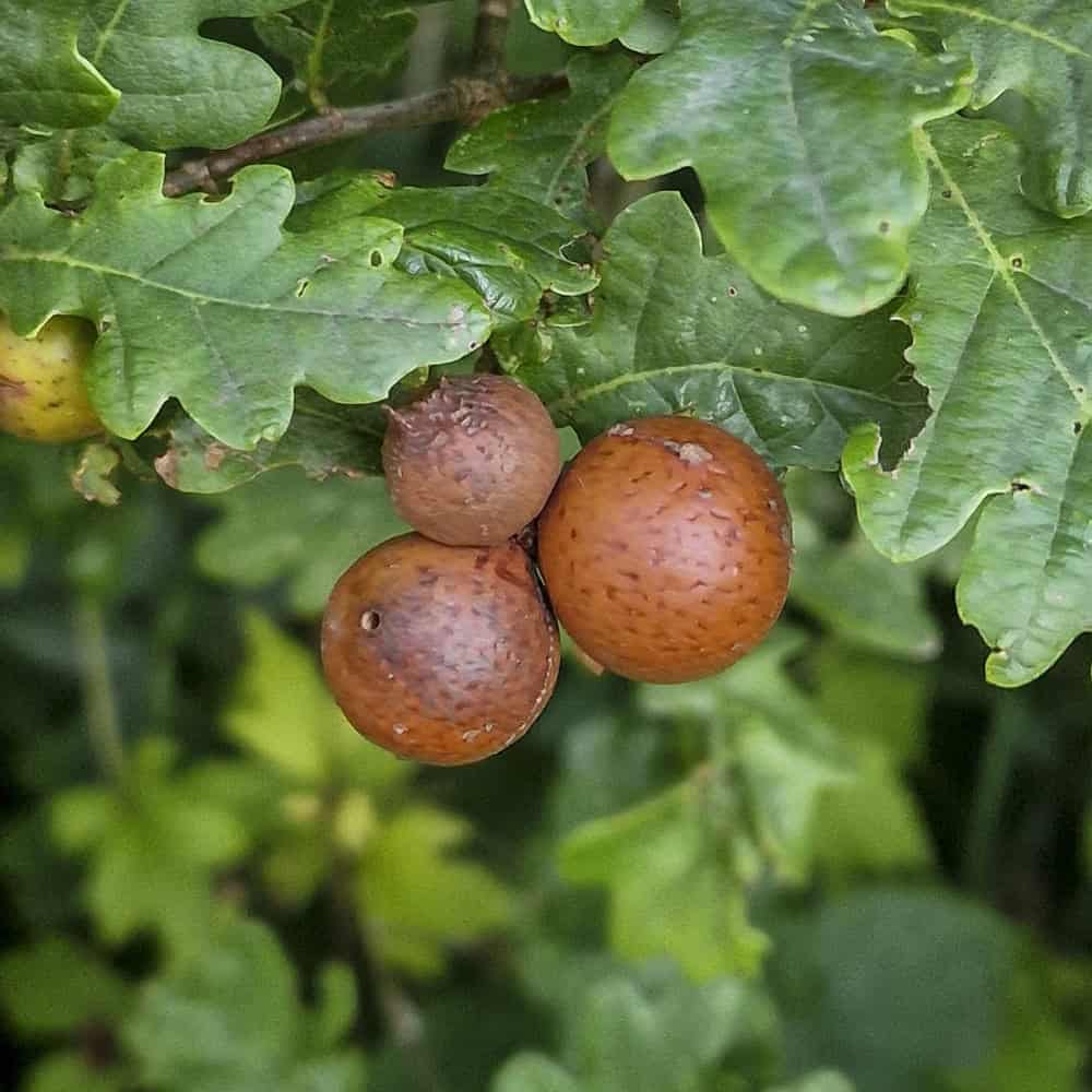 Three galls of Marble gall wasp (Andricus kollari) on oaktree
