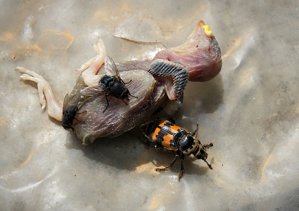 Nicrophorus interruptus is useful for nutrient recycling and waste removal in ecosystems by burying small animal carcasses