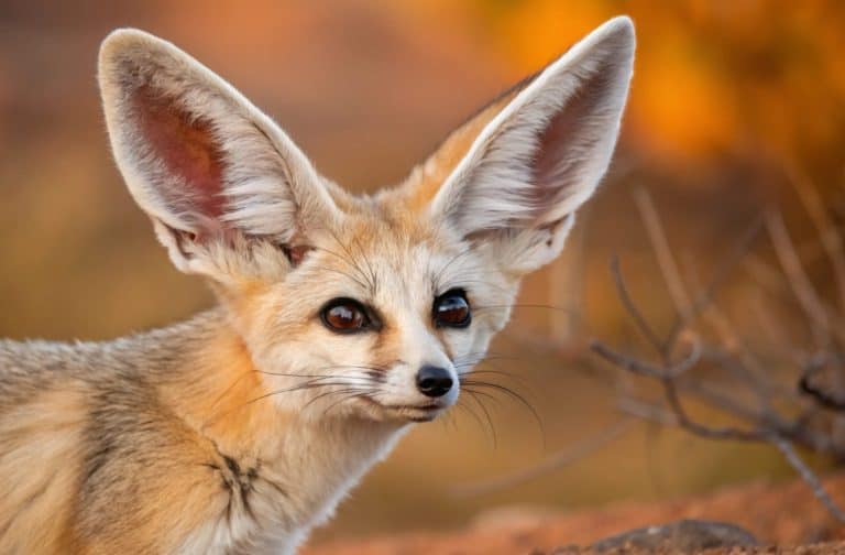 A close-up of a fennec fox with large ears