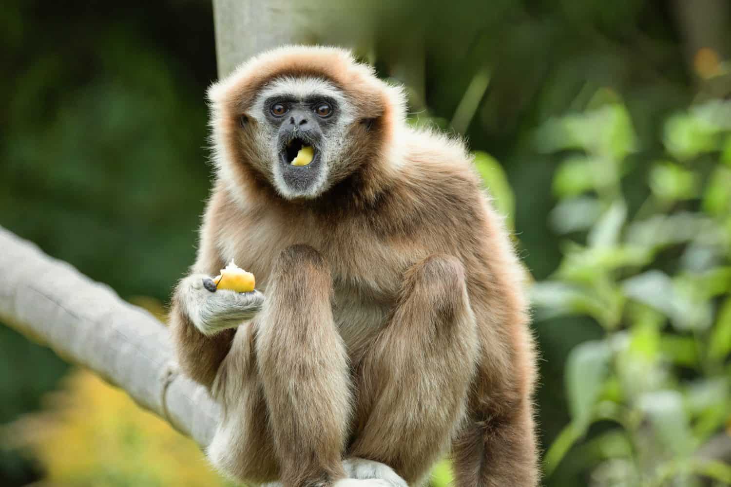 lar gibbon Hylobates lar also known as white-handed gibbon, an endangered primate in gibbon family, Hylobatidae. cute fluffy monkey with long arms and short body