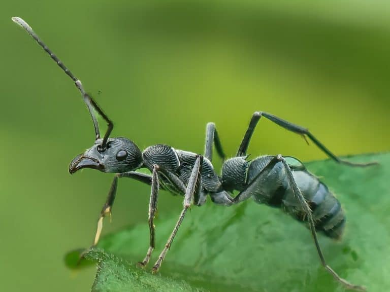 Close-up of Diacamma rugosum, a queenless ant species, showcasing its unique exoskeleton texture