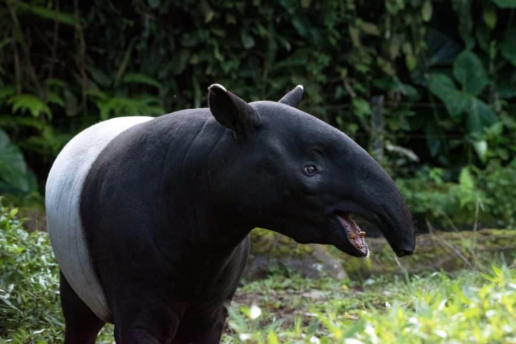 Close up portrait of a Malayan tapir (Tapirus indicus). Malayan Tapir that is the largest tapir of Asia.