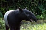 Tapir