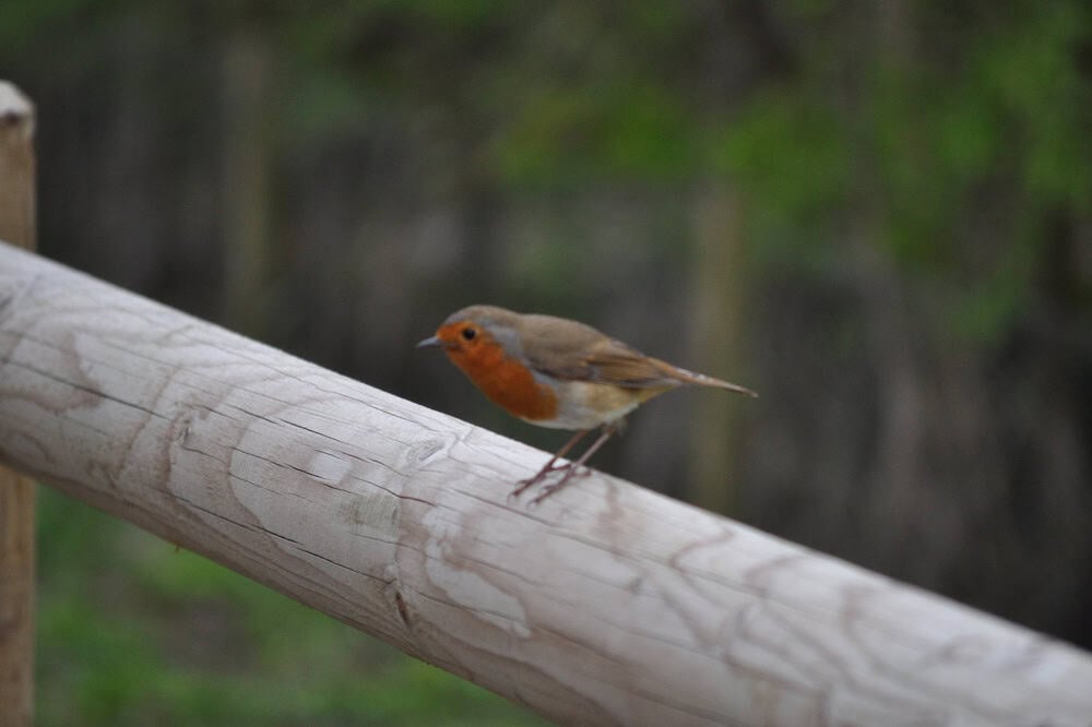 Chester Zoo visit in March