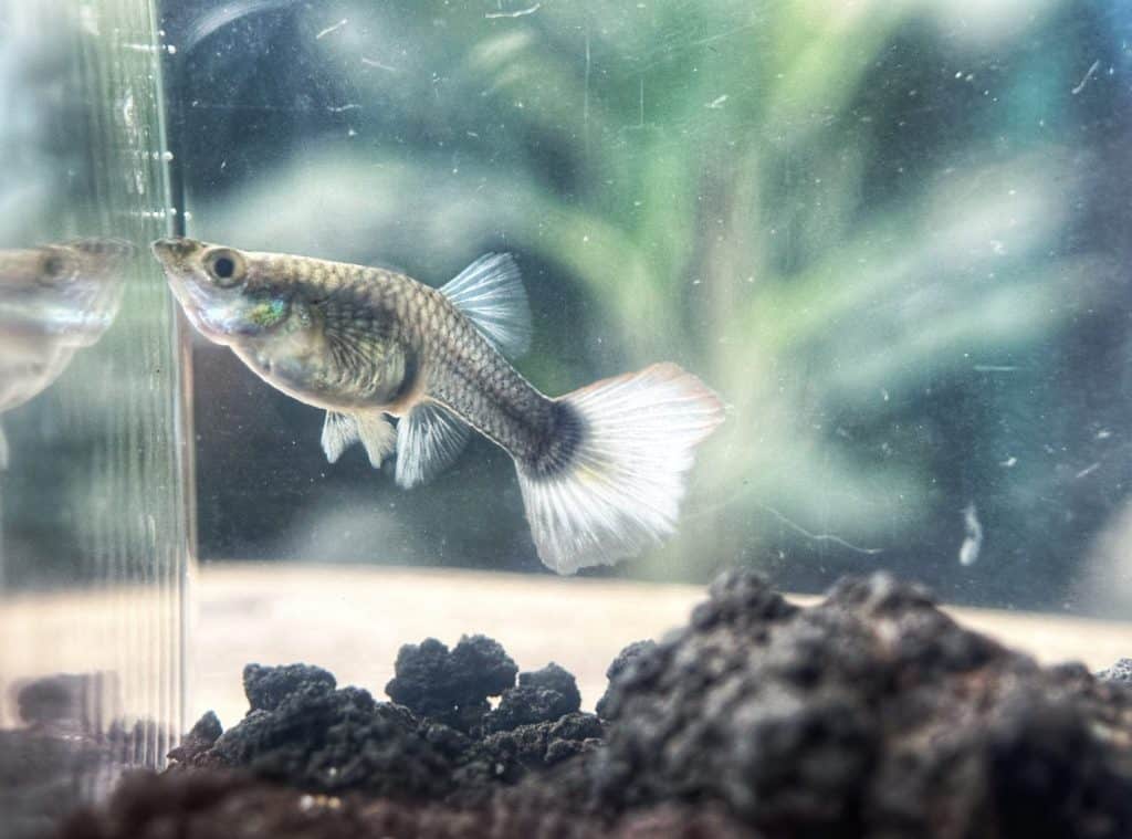 Beautiful Female Platinum White Guppy Swimming in Freshwater Aquarium
