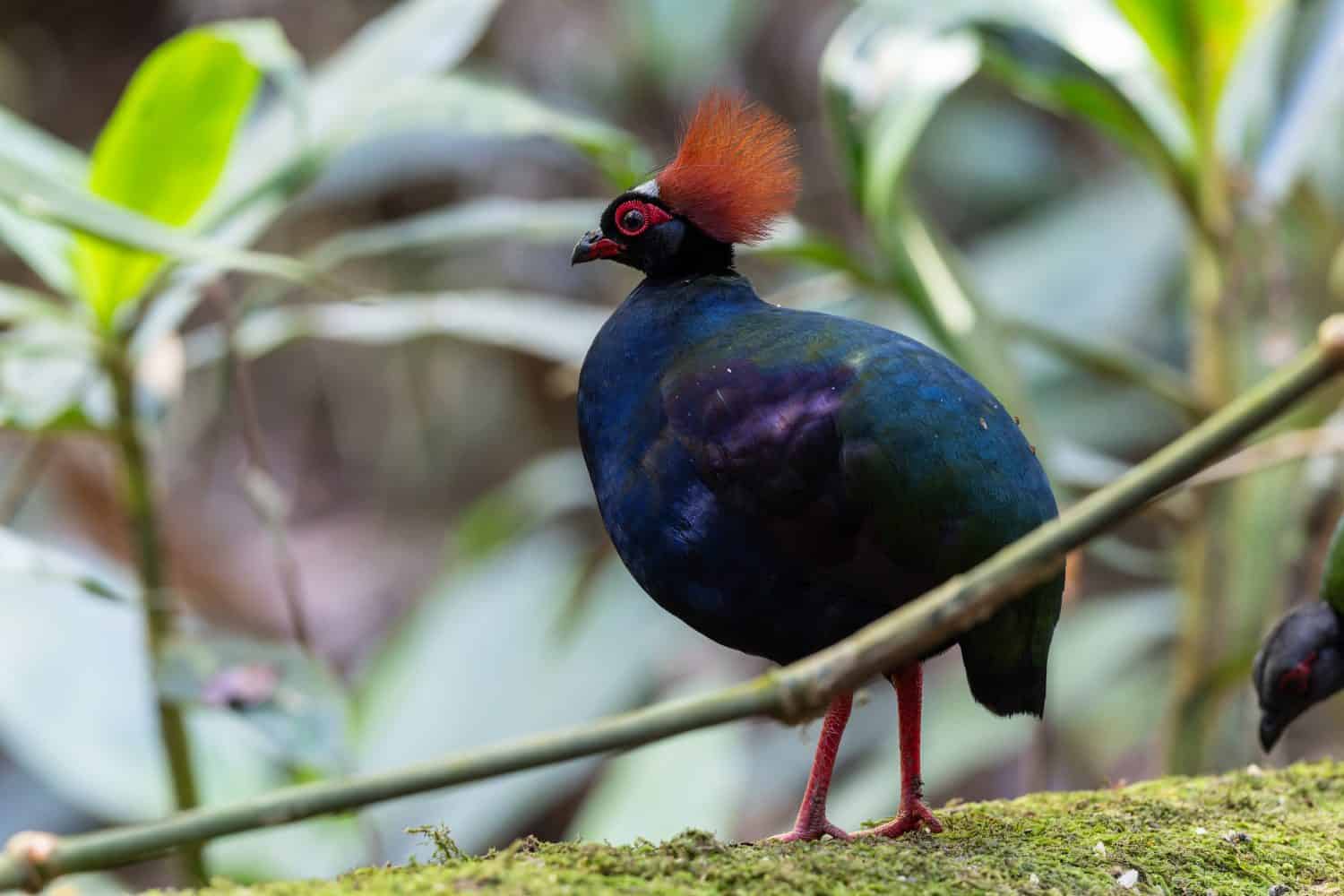 Male Crested Partridge (Rollulus rouloul) in Borneo rainforest