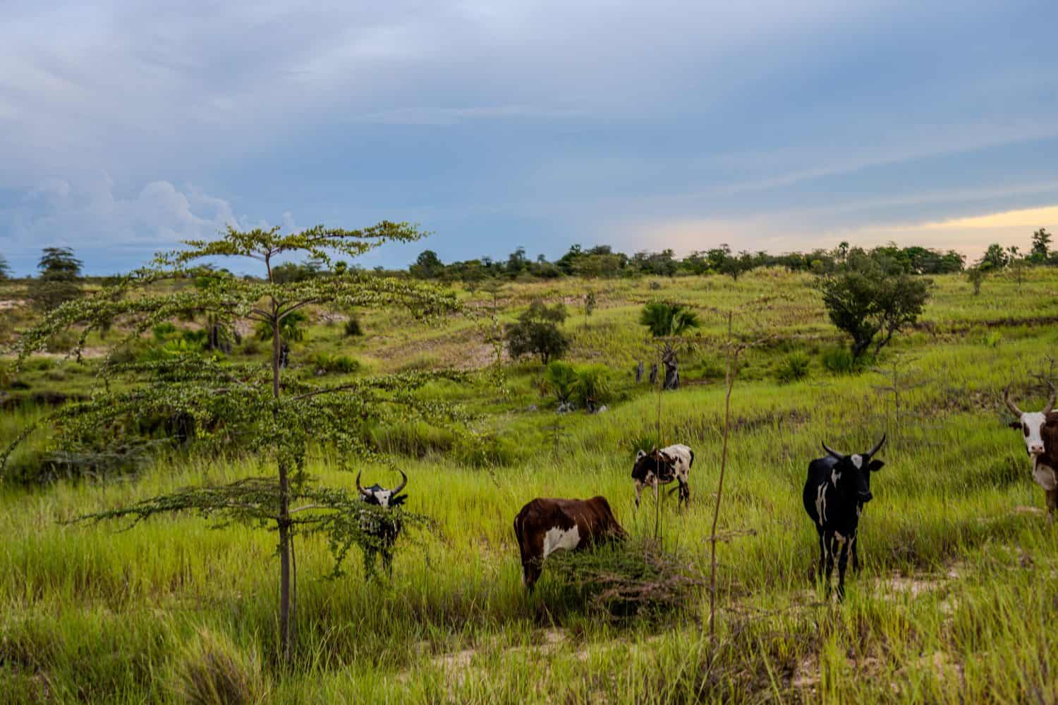 Several zebu with distinctive horns graze in a hilly landscape near Morondava under a cloudy sky. The scene features green vegetation and scattered trees. Morondava, Madagascar