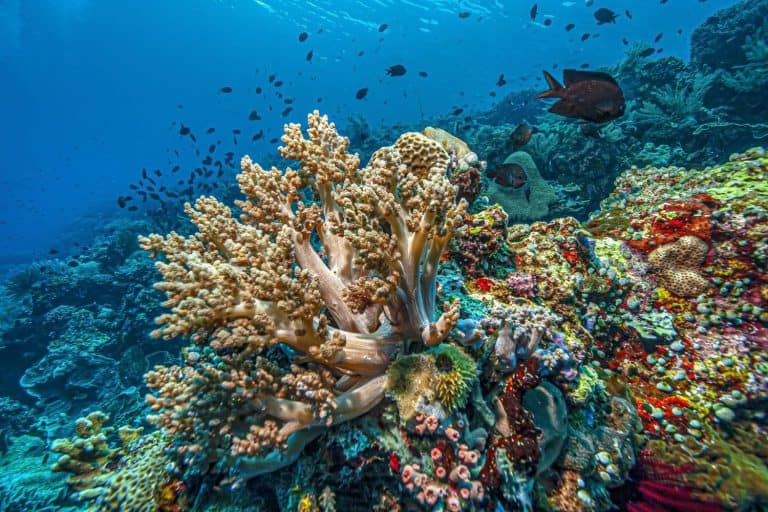 Coral reef off the coast of island in South Pacific
