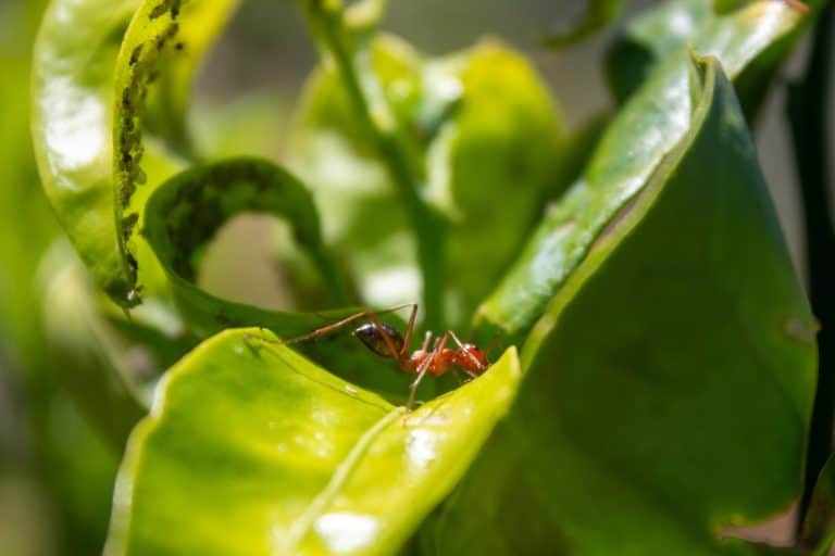 Red ant crawling on vibrant green plant leaf surrounded by small aphids in bright daylight