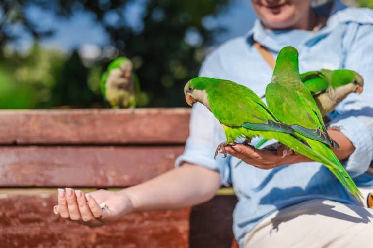 Close up of green monk parakeets sitting on woman hand in sunny Barcelona park, colorful tropical birds interacting with tourist on wooden bench outdoors.