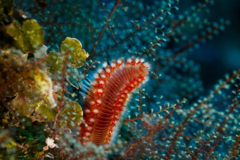 bearded Fire Worm,Hermodice carunculata , hides in tentacles of branching coral