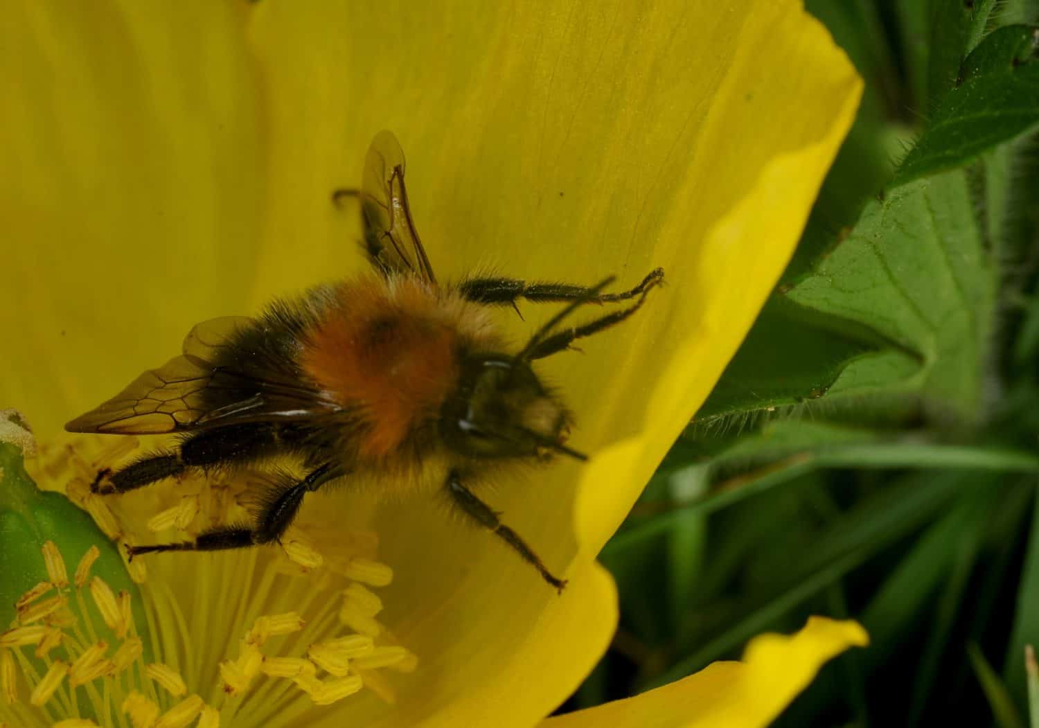 close up of a Tree Bumble Bee on a yellow Poppy flower. This bee has one malformed wing and is unable to fly. Possibly caused by the Deformed Wing Virus or in some cases the Varroa mite