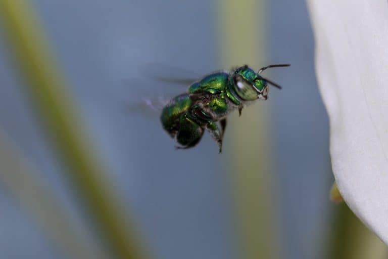 Metallic Green Orchid Bee Flying Close Up with Blurred Background. A stunning macro photograph capturing a vibrant, metallic green orchid bee (Euglossini) in mid-flight. The bee is frozen in profile, showcasing its brilliant iridescent emerald and blue coloration, detailed compound eye, antennae, and translucent, fast-moving wings. It is hovering just inches away from a soft white flower petal on the right side of the frame. The background features a beautifully smooth, cream and blue-grey bokeh, keeping the focus entirely on the insect's remarkable metallic body and flight mechanics. Perfect for biology textbooks, wildlife editorials, and environmental conservation content.