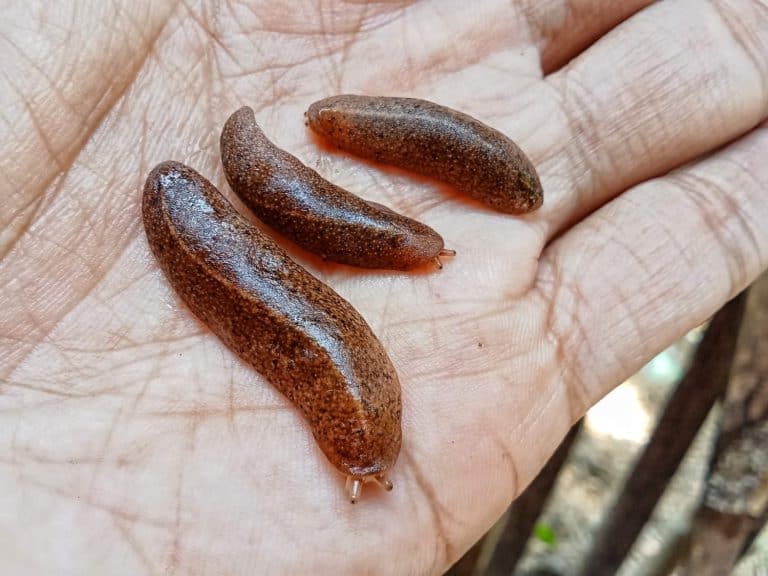 A close-up view of a leech (Hirudinea) moving across a natural surface in its habitat. This blood-feeding annelid displays its elongated, segmented body and unique locomotion. Commonly found in freshwater environments, leeches play an important role in aquatic ecosystems and have also been used in medical treatments due to their anticoagulant properties.