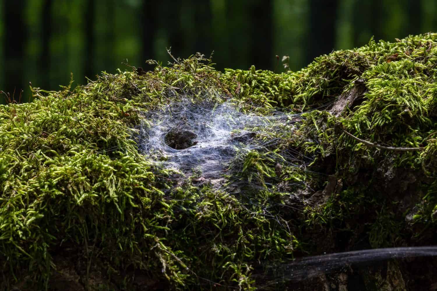 Spider web forming a funnel trap on vivid green moss covering a decaying tree log, illustrating intricate nature details and ecosystems in a primeval forest
