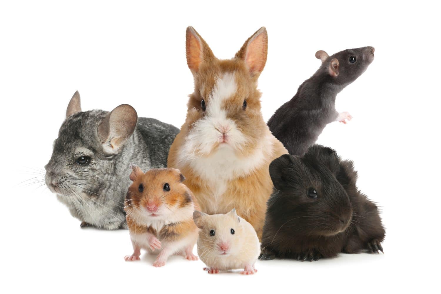 Bunny, chinchilla, Guinea pig, hamsters and rat on white background. Cute pets