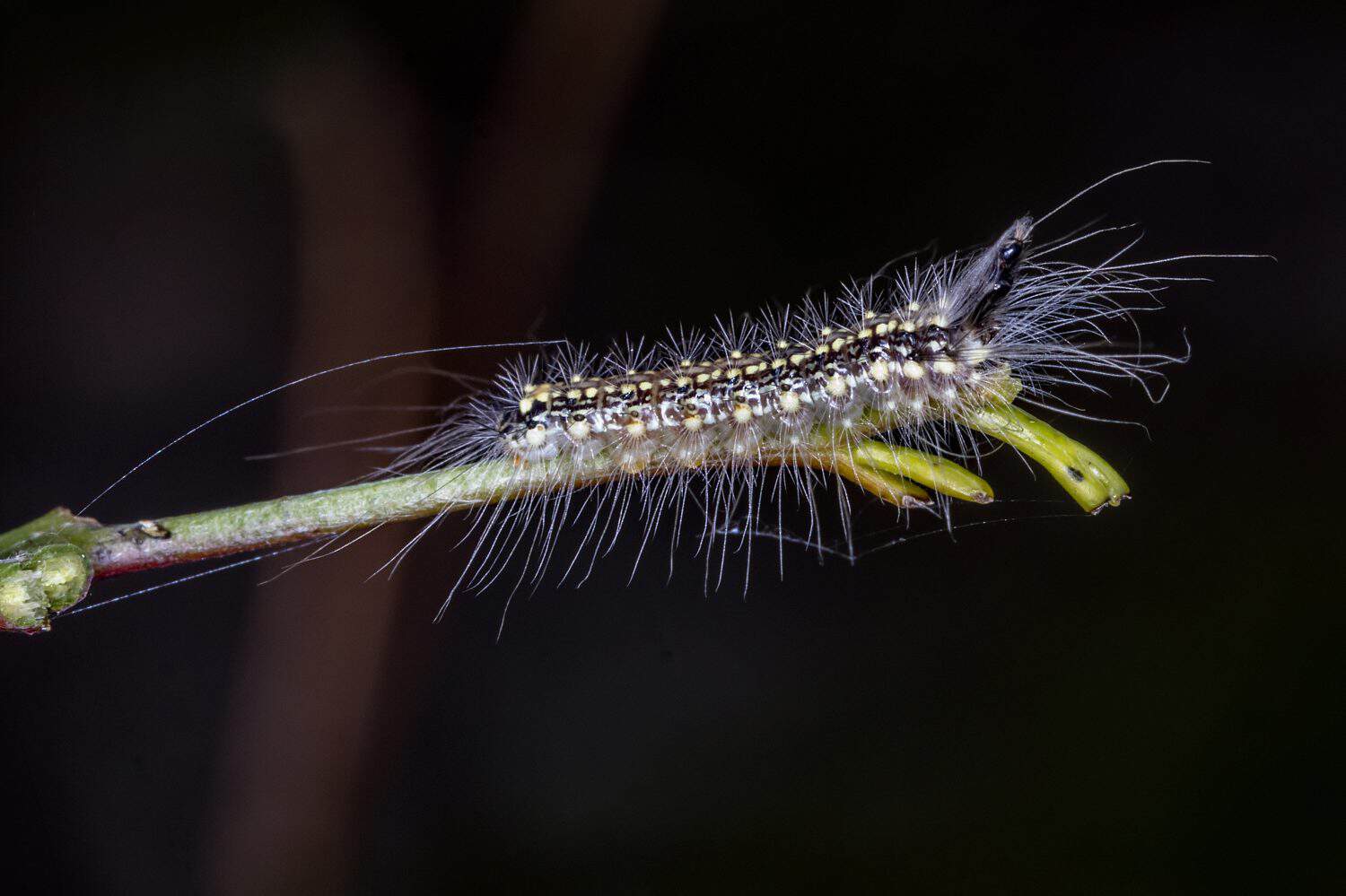 Uraba Lugens Gum Leaf Skeletoniser Caterpillar