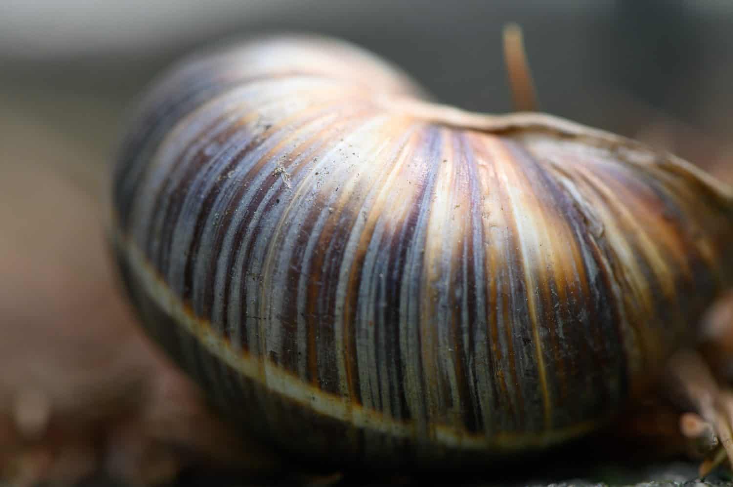 A detailed close-up of a large land snail shell resembling species like Helix pomatia or Helix lucorum The shell is thick and rounded with a classic spiral structure The surface displays a warm brown and cream banding pattern that is characteristic