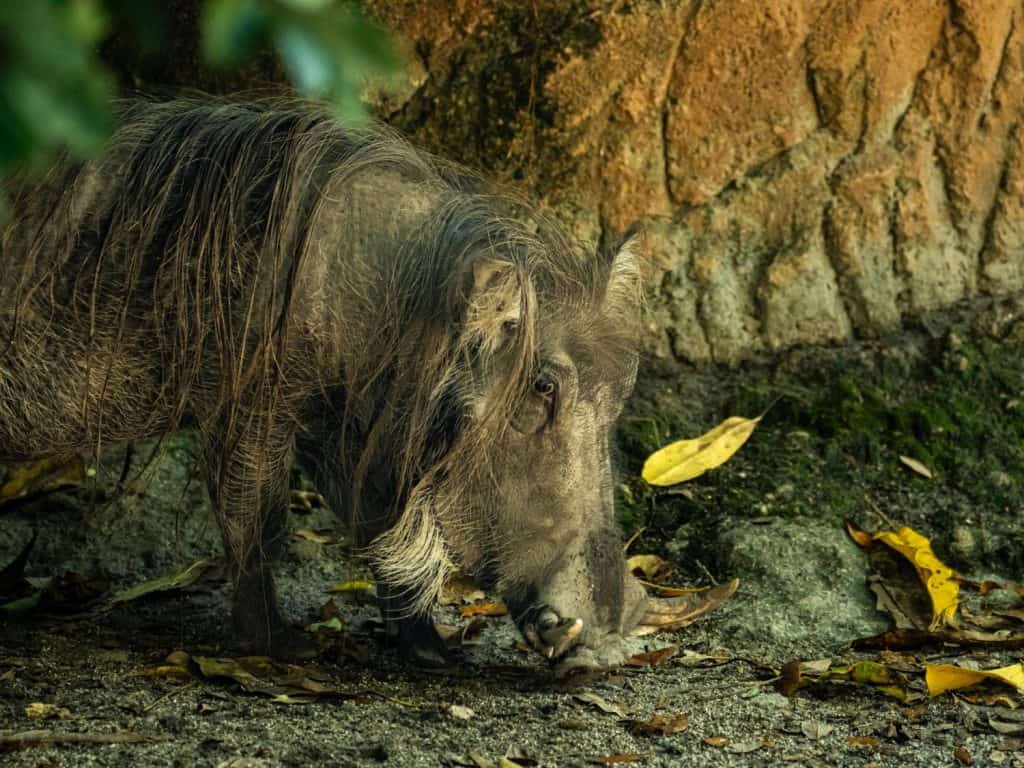 The detailed head profile of the Visayan warty pig shows it actively exploring the shaded tropical forest floor during the daytime foraging cycle. The specific anatomical view emphasizes the complex facial bristles and prominent tusks characteristic of this exotic mammalian species.