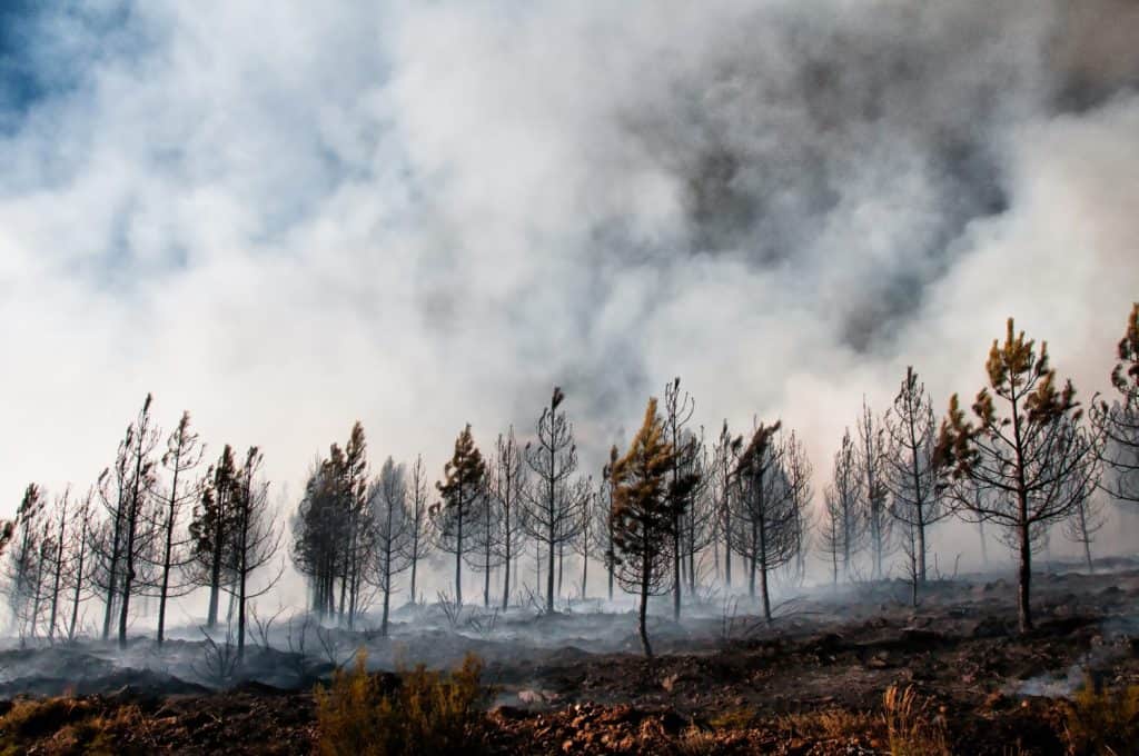 Burned pine forest after a wildfire, with smoke rising among charred trees and scorched ground, representing climate change, drought, environmental destruction and natural disaster.