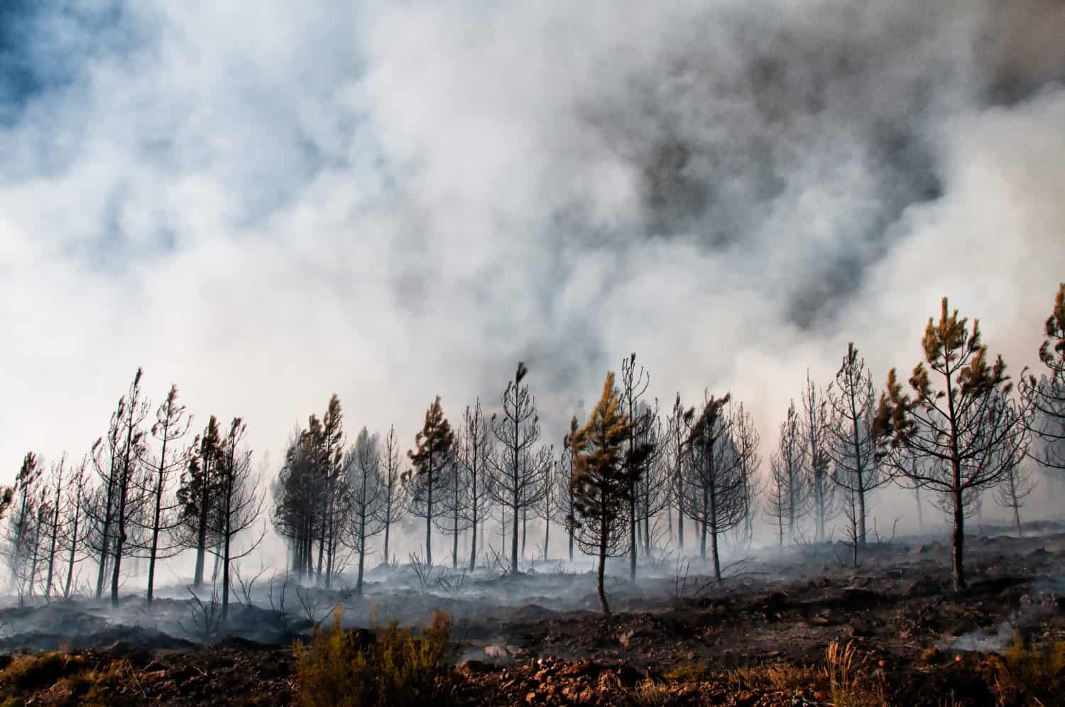 Burned pine forest after a wildfire, with smoke rising among charred trees and scorched ground, representing climate change, drought, environmental destruction and natural disaster.