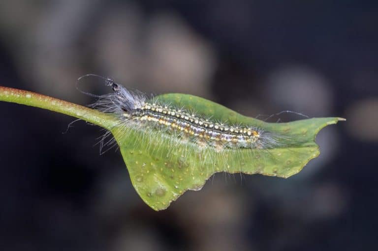 Gum Leaf Skeletoniser Caterpillar on Curled Leaf