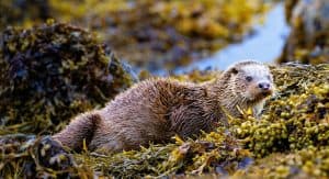 Otter on the shore of a Scottish loch