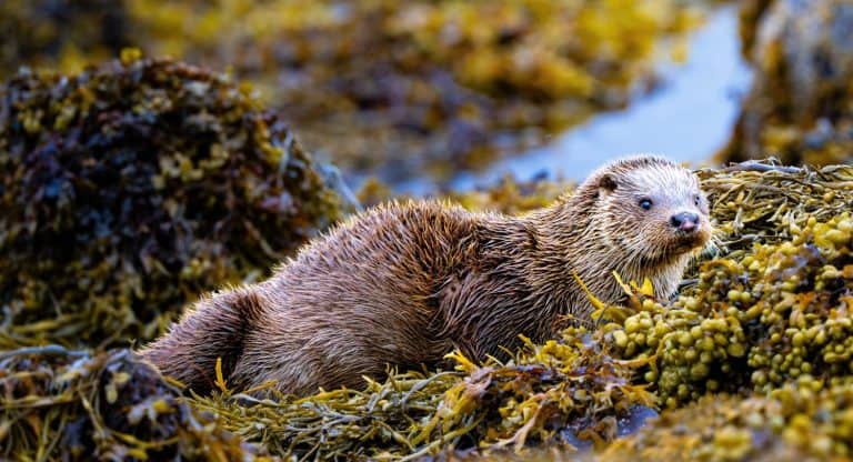 Sea Otter
