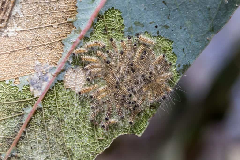 Young Gum Leaf Skeletoniser Caterpillars Feeding on Eucalyptus Leaf
