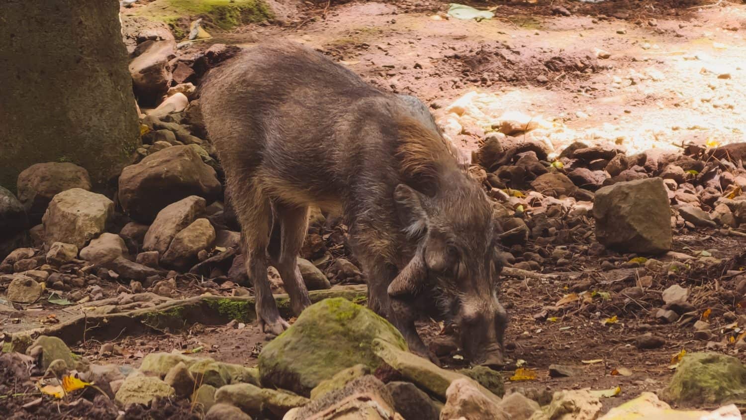 A Wild Visayan Warty Pig Foraging for Food in a Natural Tropical Forest Habitat Environment