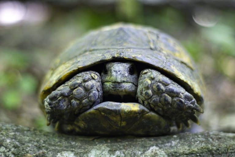 Close-up of Turtle Peeking From Shell