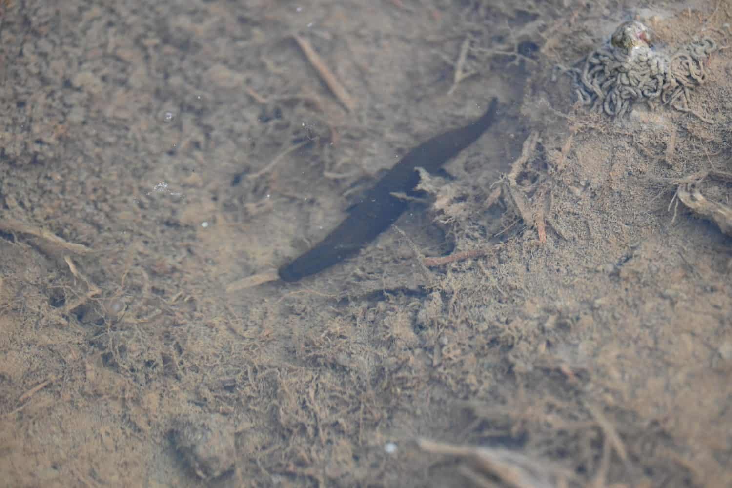 Leeches&nbsp;are segmented&nbsp;parasitic&nbsp;or&nbsp;predatory&nbsp;worms. It comprises the&nbsp;subclass&nbsp;Hirudinea&nbsp;within the&nbsp;phylum&nbsp;Annelida. Some species are parasitic and feed on vertebrate blood.   They have soft, fleshy, segmented bodies resembling those of earthworms that are elongated and capable of contraction. Freshwater leeches.
