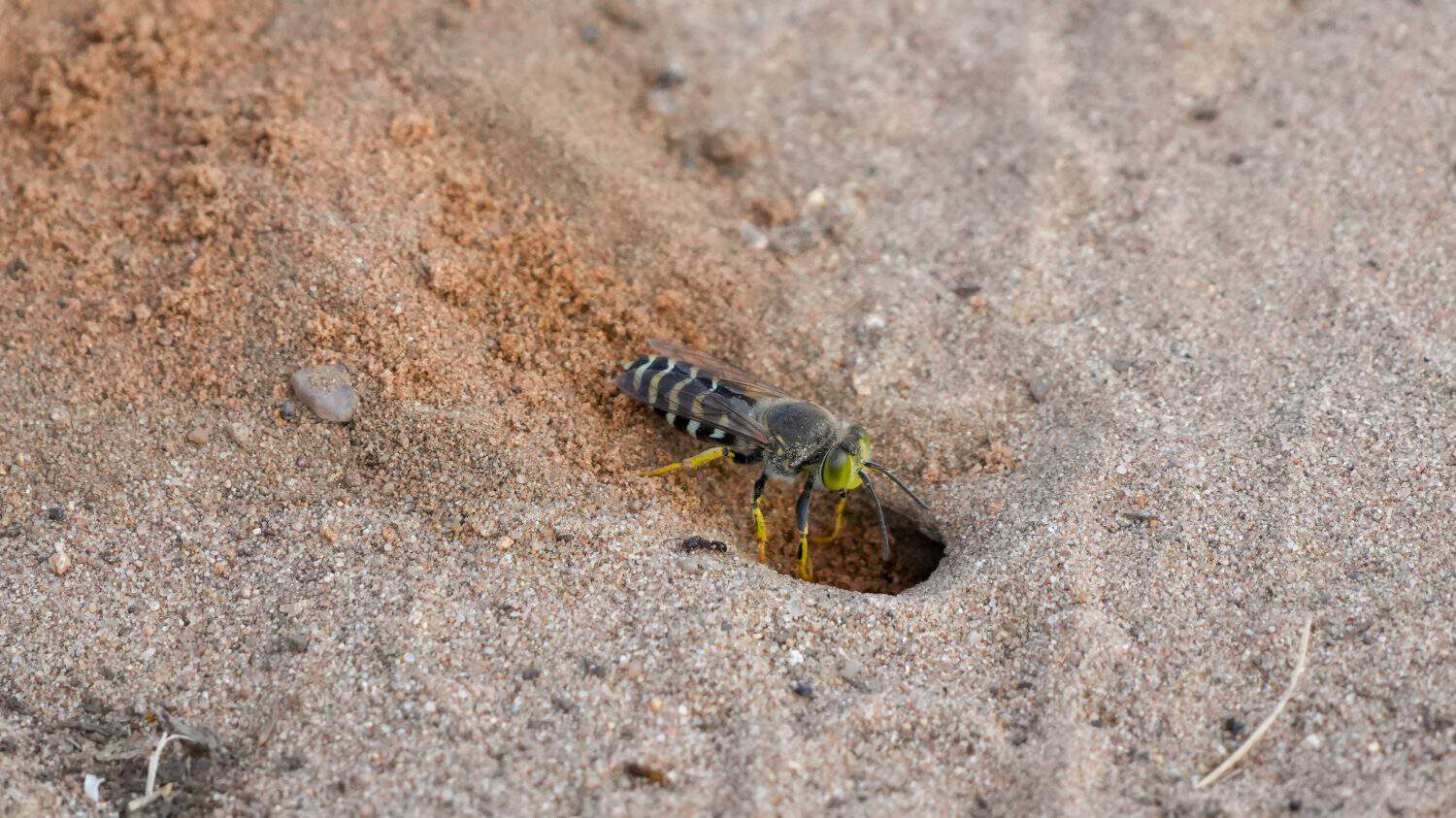european beewolf digging at the entrance of its sand burrow