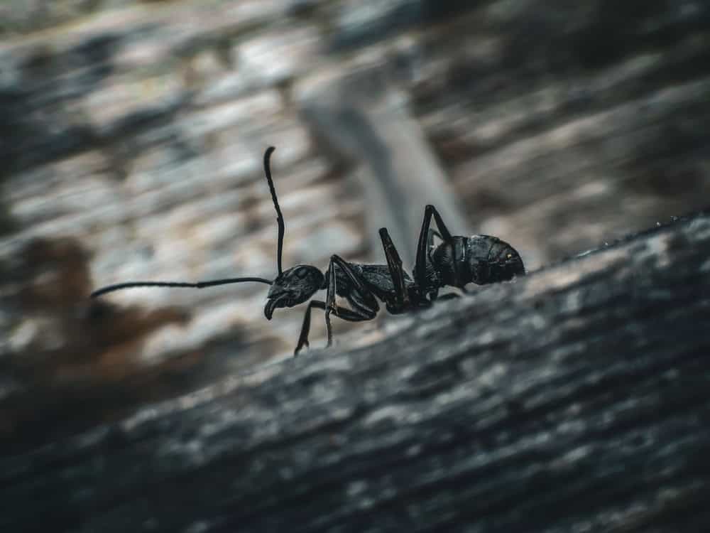 Predatory ponerine ant from the subfamily Ponerinae, possibly a Diacamma species, resting on vegetation in its natural habitat and displaying its elongated body and powerful mandibles.
