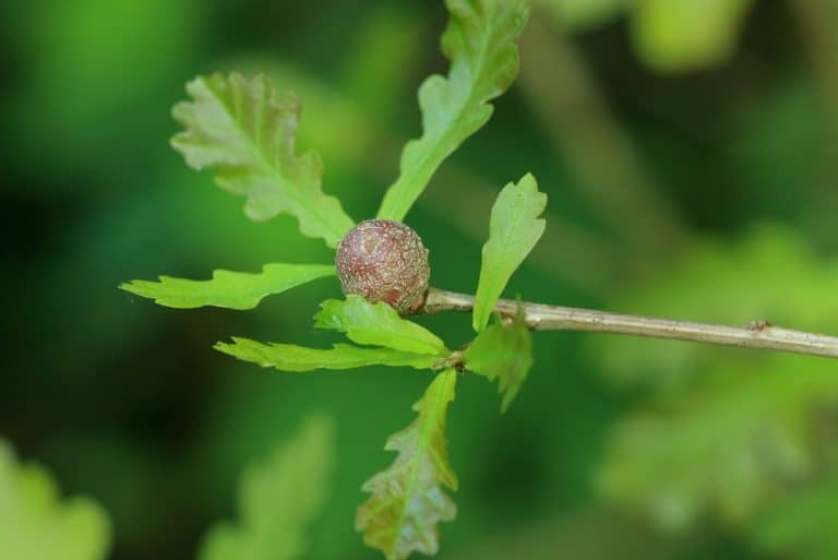 Close up of a round oak gall (oak apple) caused by a gall wasp on an oak tree branch with green leaves.