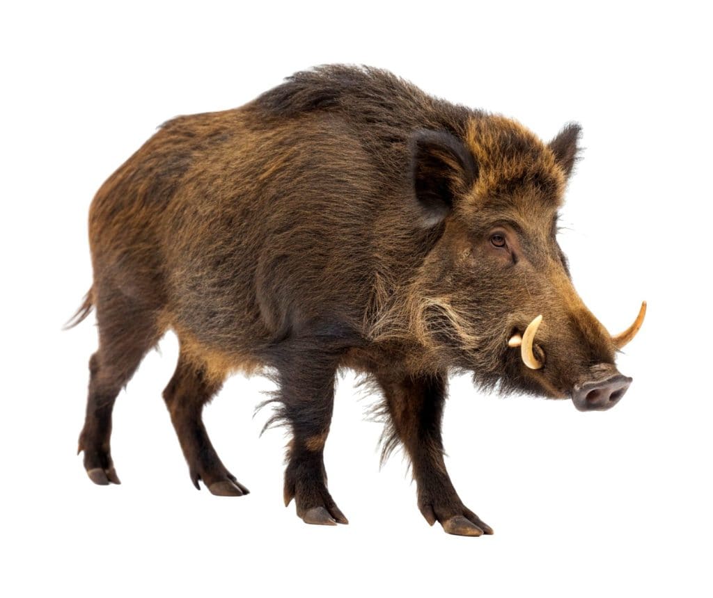 Eurasian Wild Boar Single Eurasian Wild Boar Fa Isolated On White Background