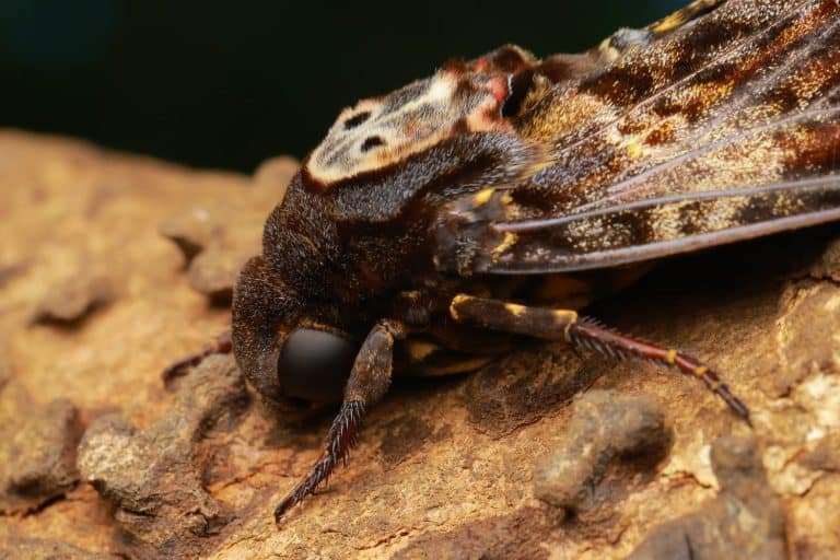 A camouflaged Greater Death's Head Hawkmoth (Acherontia lachesis) resting on a tree trunk in its natural environment. The photograph emphasizes its remarkable camouflage, distinctive skull-like marking, and intricate wing patterns, making it an ideal wildlife and entomology stock image.