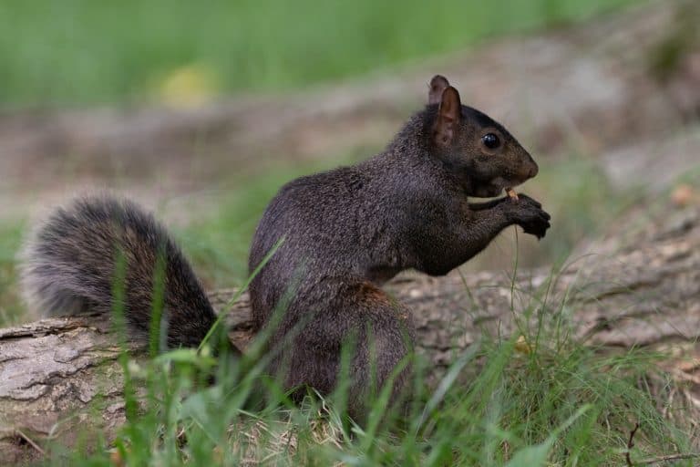 a black squirrel eating while sitting in grass in Central Park with a blurred natural background. Horizontal photo.