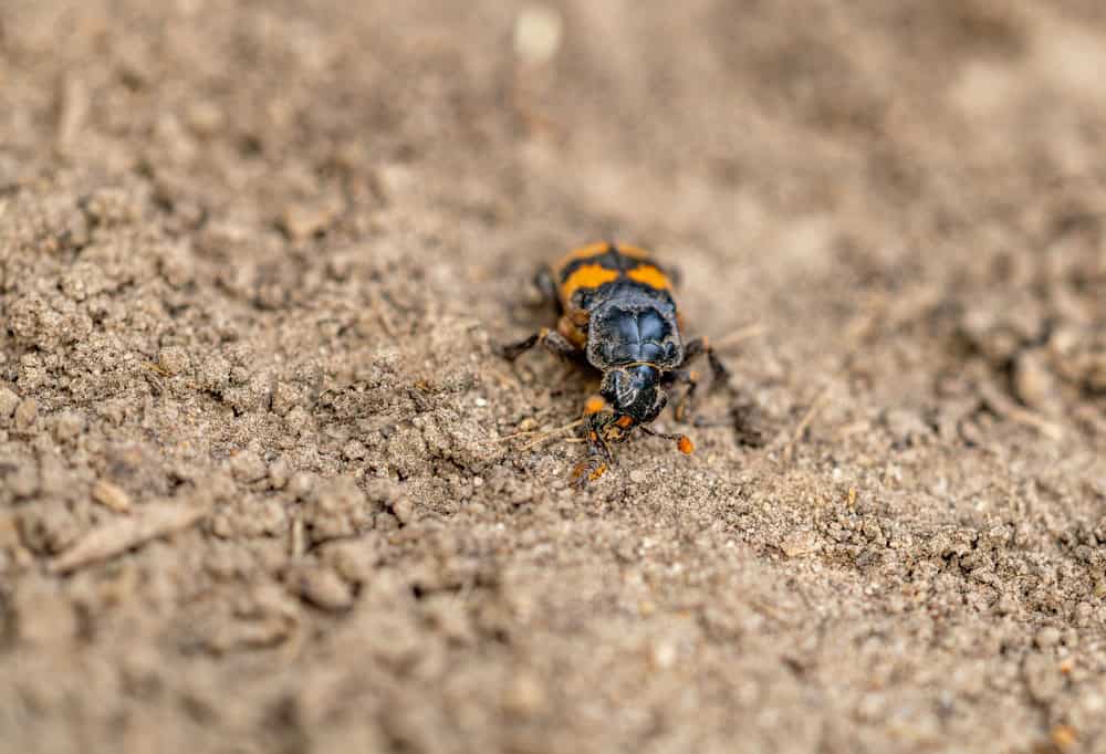 Close-up portrait of an orange and black sexton beetle insect on the earth habitat.