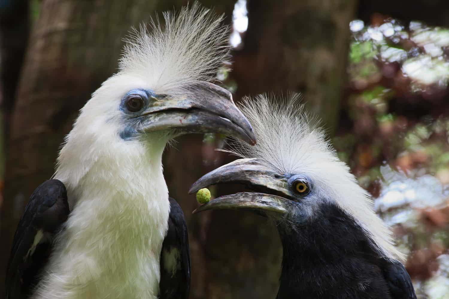 The white-crowned hornbill (Berenicornis comatus), the long-crested hornbill or white-crested hornbill (leading to easy confusion with the African white-crested hornbill), is a species of hornbill.