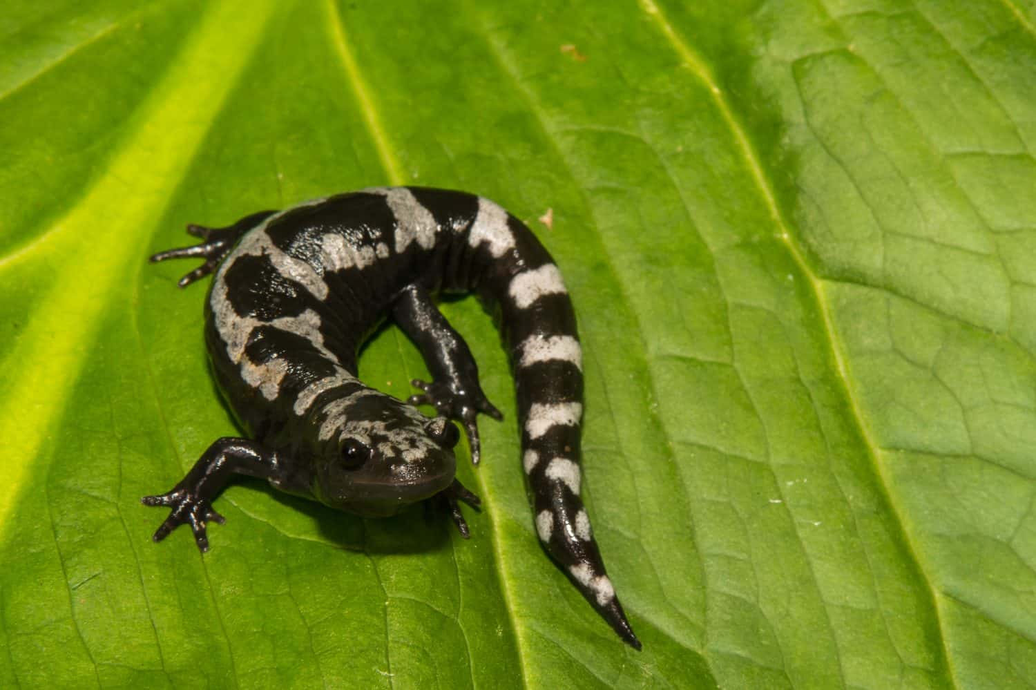 Marbled Salamander