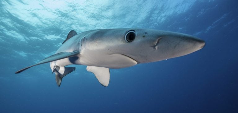 Blue shark swimming in the blue. Image was taken during a baited shark dive offshore, out past Western Cape in South Africa. .