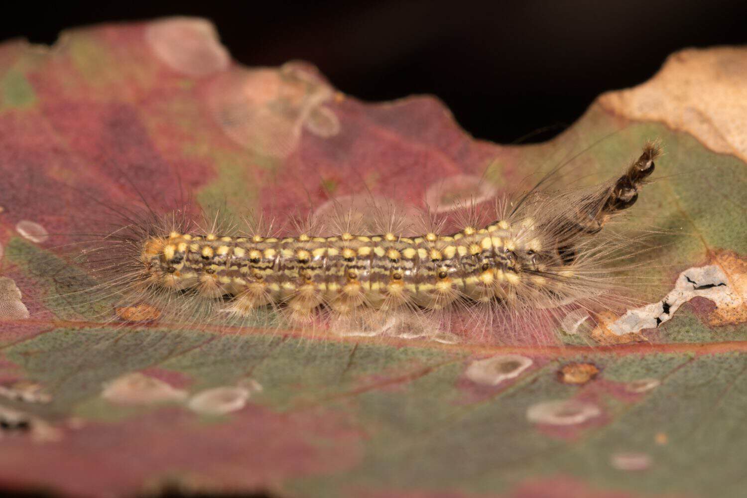 Gum leaf skeletoniser