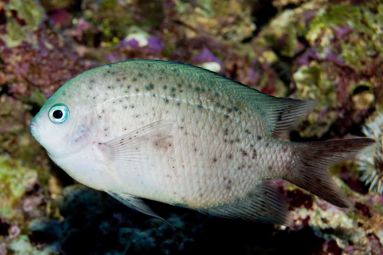 Spiny Chromis (Acanthochromis polyacanthus) in Aquarium