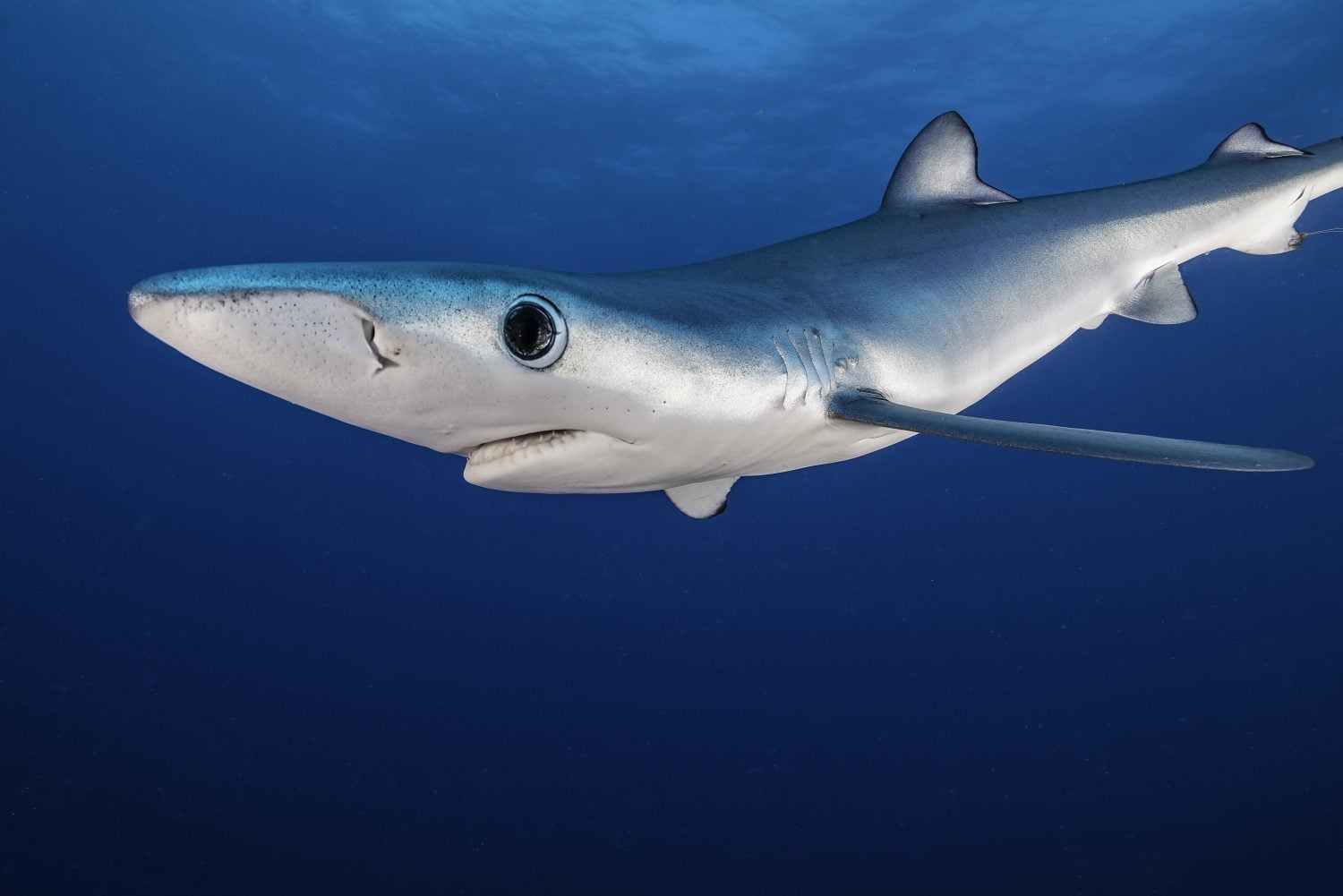 Blue shark swimming in open blue water about 50 kilometres offshore past Western Cape, South Africa.