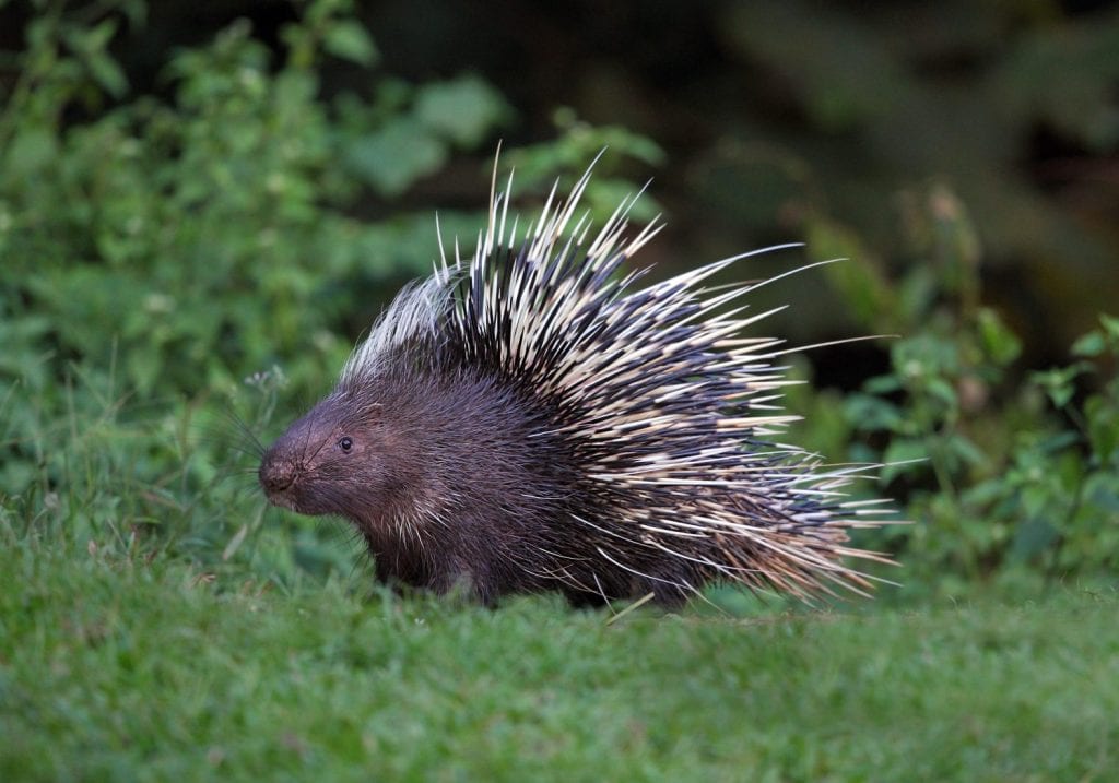 Malayan porcupine, Himalayan porcupine, Large porcupine