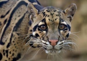The clouded leopard (Neofelis nebulosa) is a wild cat occurring from the Himalayan foothills through mainland Southeast Asia into China.