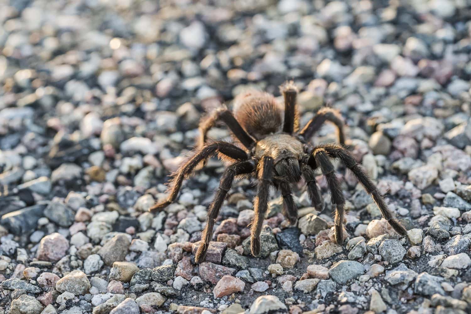 Male Oklahoma Brown Tarantula