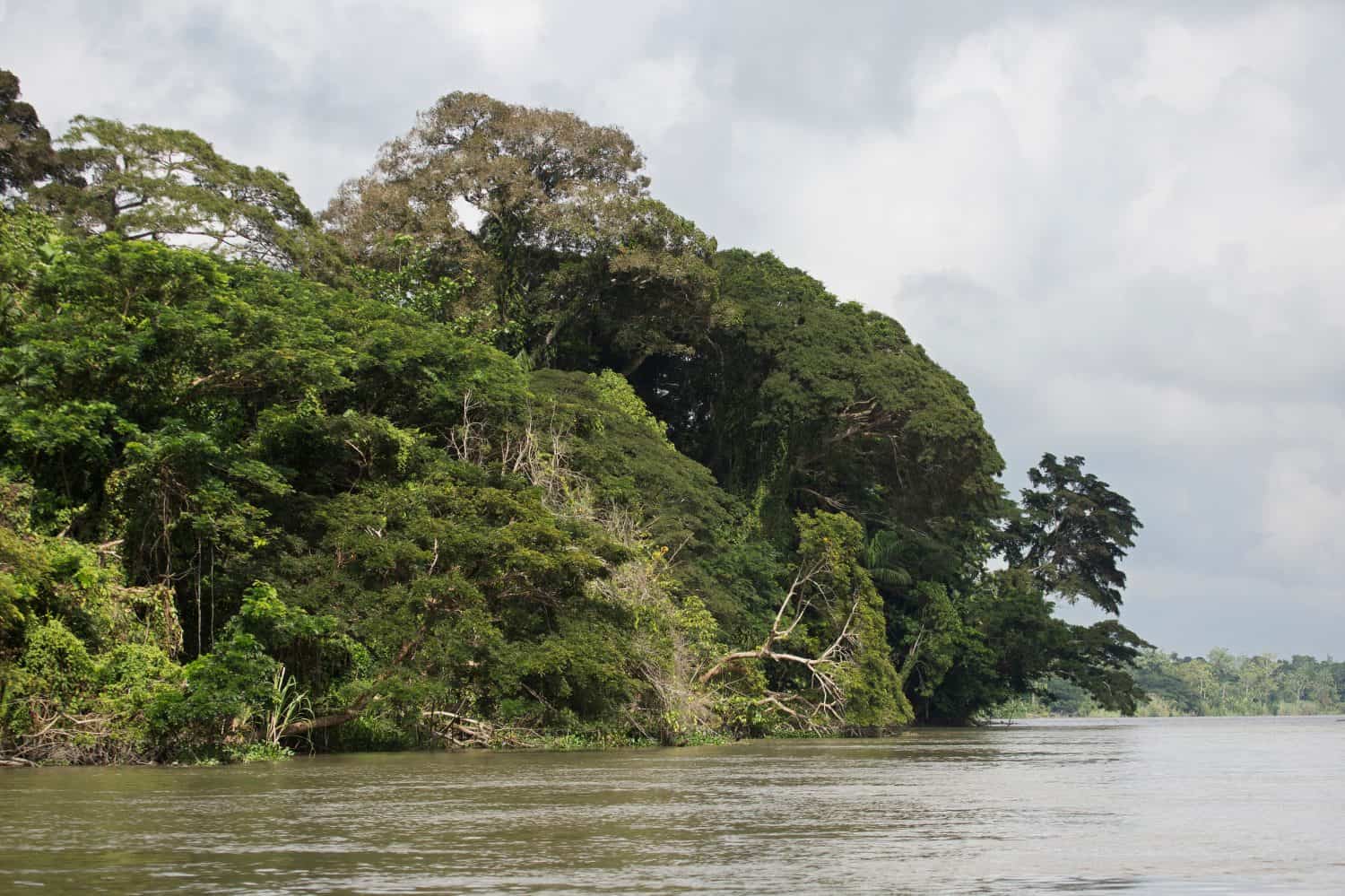 River Side at Sepik River - Papua New Guinea