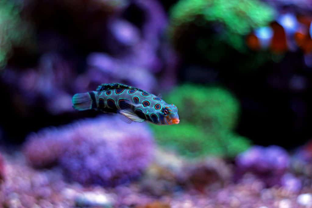 Spotted Mandarin (Synchiropus picturatus)